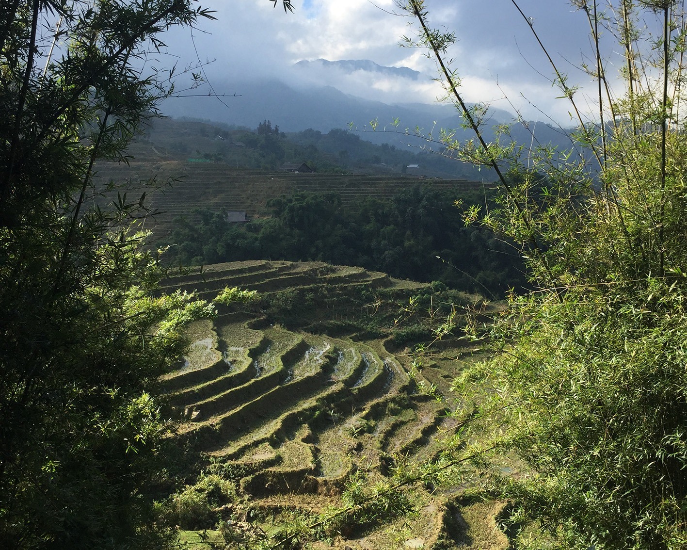 Growing with the grain the story of rice In Chinese food culture